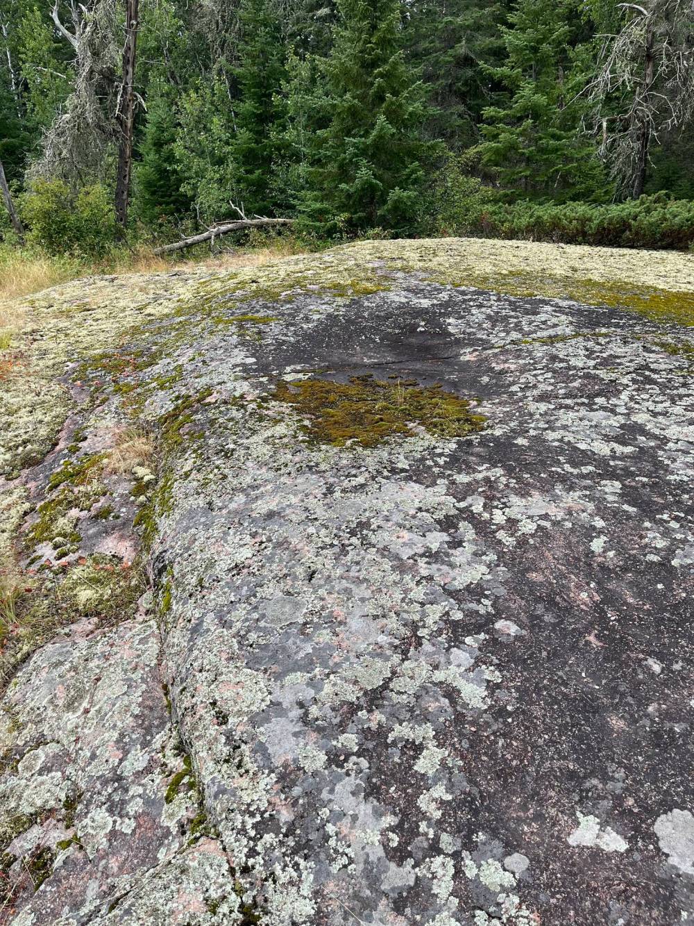Russell Wangersky / Free Press
A forest in the Whiteshell