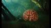 SUPPLIED
In Guy Maddin's Rumours, there are bog bodies and a giant brain waiting to be discovered in the forest.