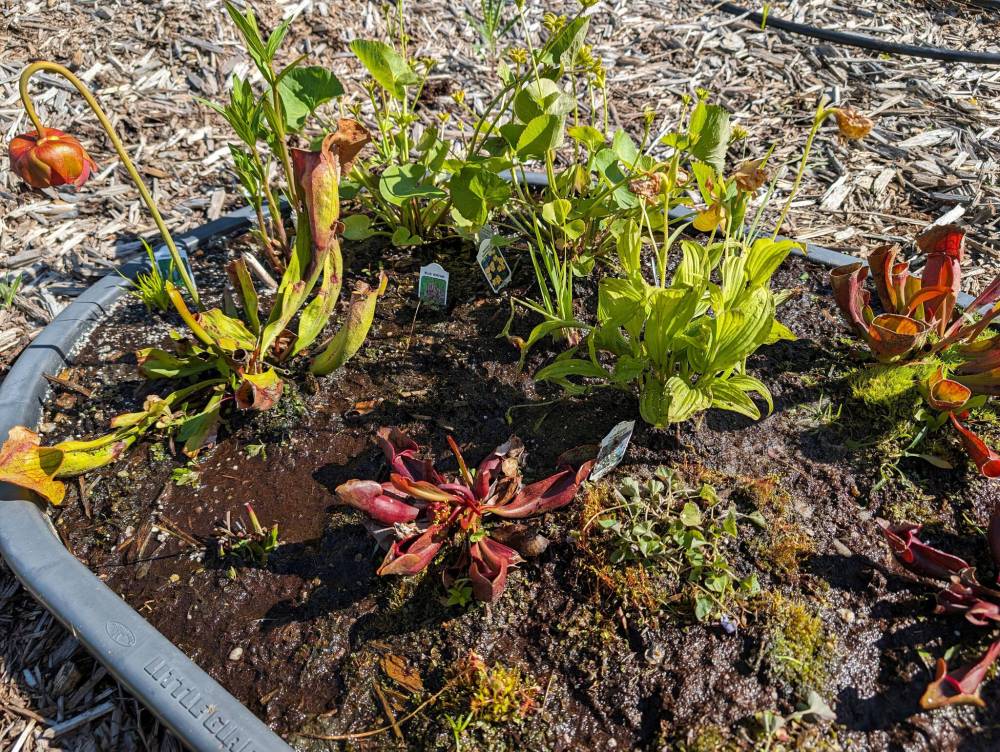 A livestock feed trough was used to create this outdoor bog garden planted with carnivorous plants and moisture-loving native plants.