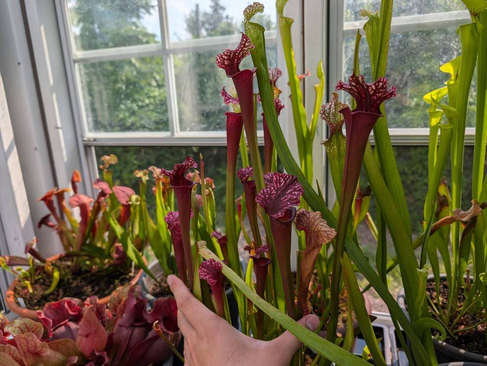The Sarracenia pitcher is a beautiful and exotic-looking carnivorous plant.