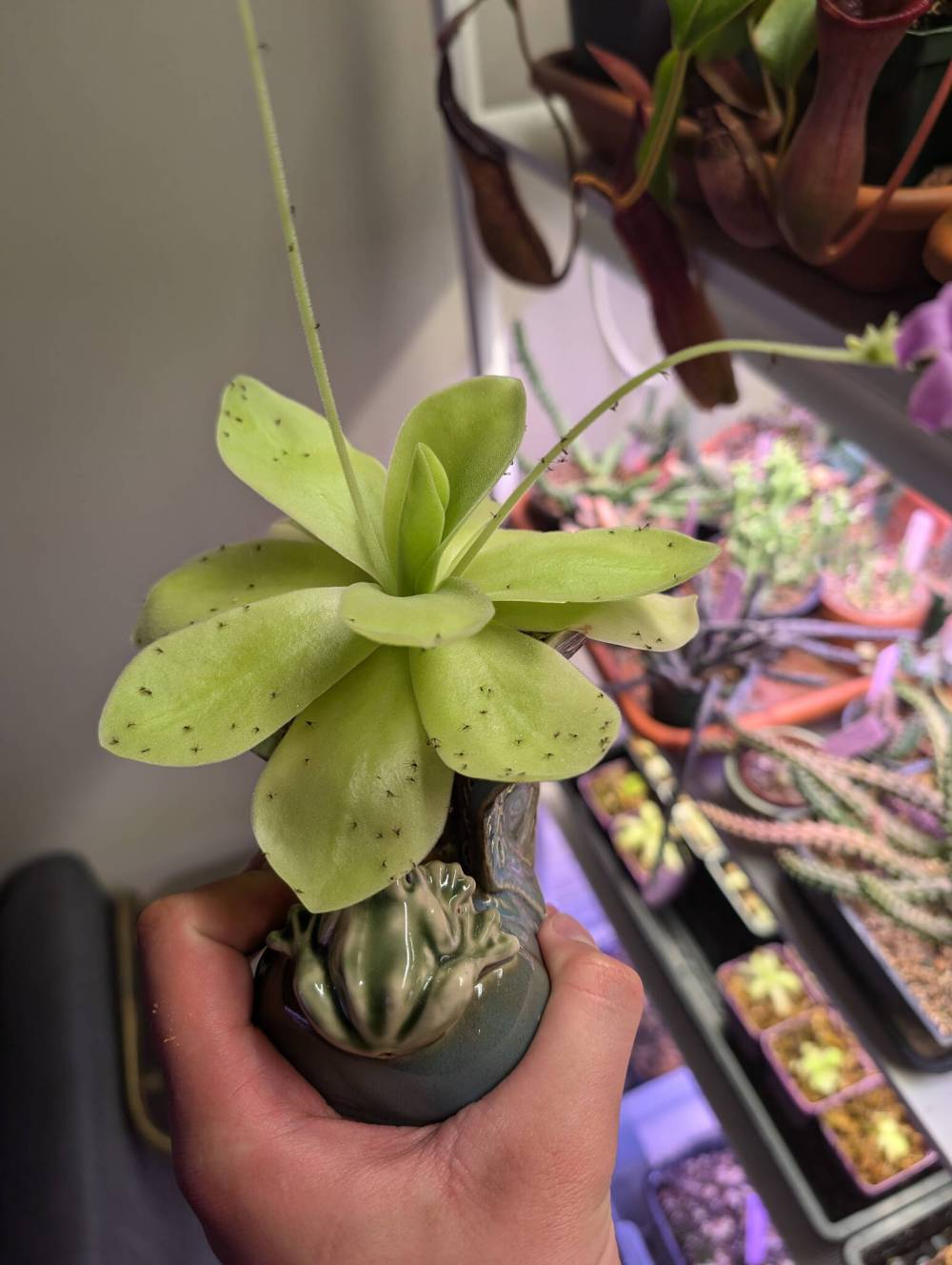 Andrew Gierys photo
Fungus gnats on your houseplants? You need a Pinguicula carnivorous plant, also known as a butterwort or ping.
