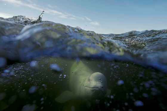 A beluga whale swims through the Churchill River in August, near Churchill, Manitoba. (Joshua A. Bickel / The Associated Press files)