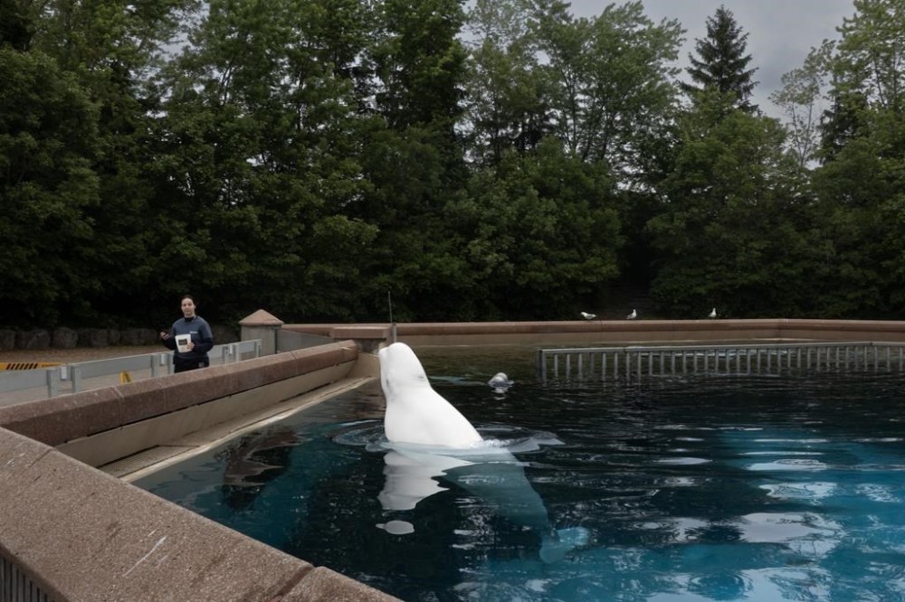 A beluga whale surfaces from a tank to be fed by an employee at Marineland amusement park in Niagara Falls, Ont., June 9, 2023. THE CANADIAN PRESS/Chris Young