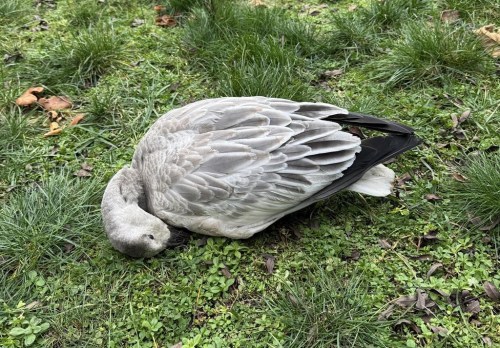 A dead snow goose is shown in this recent handout photo in Richmond, B.C. Richmond resident Carolyn Law says a snow goose landed in her Richmond, B.C., backyard, on Halloween and died. THE CANADIAN PRESS/HO, Carolyn Law* MANDATORY CREDIT*