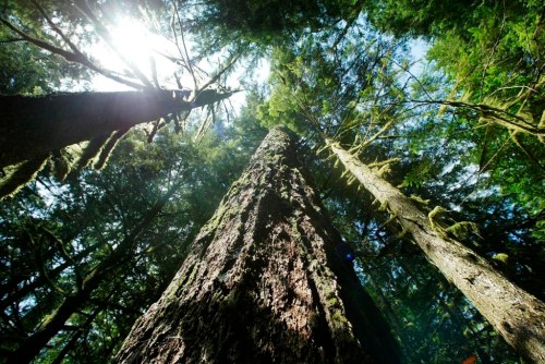 FILE - Old-growth Douglas fir trees stand along the Salmon River Trail, June 25, 2004, in Mt. Hood National Forest outside Zigzag, Ore. (AP Photo/Rick Bowmer, File)