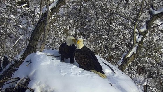 A pair of eagles that were followed by viewers worldwide on the Minnesota Department of Natural Resources EagleCam in 2023. (Minnesota Department of Natural Resources / The Associated Press files)