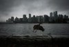 A duck flies off the Stanley Park seawall while heavy rain falls as the downtown Vancouver skyline is seen across the water, on Saturday, Oct. 19, 2024. THE CANADIAN PRESS/Darryl Dyck