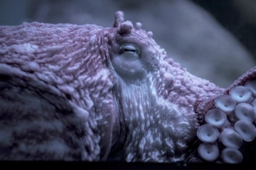A giant Pacific octopus featured in the 