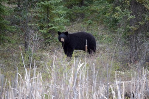 A black bear stands near the side of Highway 881 near Conklin, Alberta on Tuesday May 10, 2016. British Columbia conservation officers say a man was injured earlier this week when he was attacked by a black bear while he was walking his dog on a Metro Vancouver trail. THE CANADIAN PRESS/Jonathan Hayward