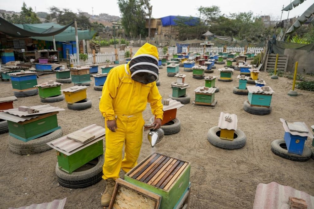 Beekeeper Alfredo Santiago, who also rescues bees, uses a bee smoker before opening a beehive, on the patio of his home, on the outskirts of Lima, Peru, Friday, Nov. 29, 2024. (AP Photo/Guadalupe Pardo)