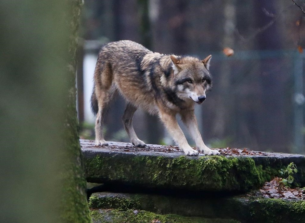 In this photo taken Thursday, Dec. 18, 2014, a European wolf is pictured in a wildlife park in Hanau, Germany. (AP Photo/Michael Probst, File)