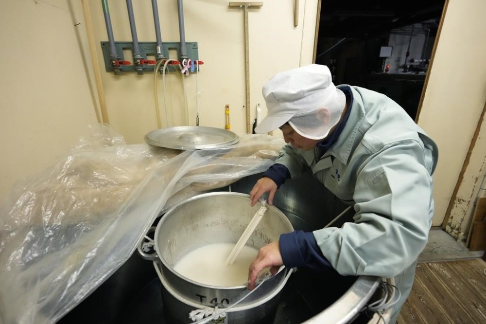 Sake brewer Mie Takahashi checks cultivation of yeast used for sake making at her Koten sake brewery in Okaya, Nagano prefecture, central Japan, Saturday, Nov. 30, 2024. (AP Photo/Hiro Komae)