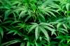 Young cannabis plants thrive under grow lights at a marijuana farm operated by Greenlight, Monday, Oct. 31, 2022, in Grandview, Mo. Marijuana growers and sellers in Missouri and several other states are helping fund campaigns as voters decide whether to legalize recreational sales in upcoming elections. (AP Photo/Charlie Riedel)
