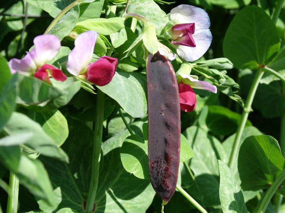 Heritage Harvest Seed
                                The year 2025 is the Year of the Pea. Blue Pod Capucijners is a tall heritage pea from Heritage Harvest Seed in Fisher Branch.