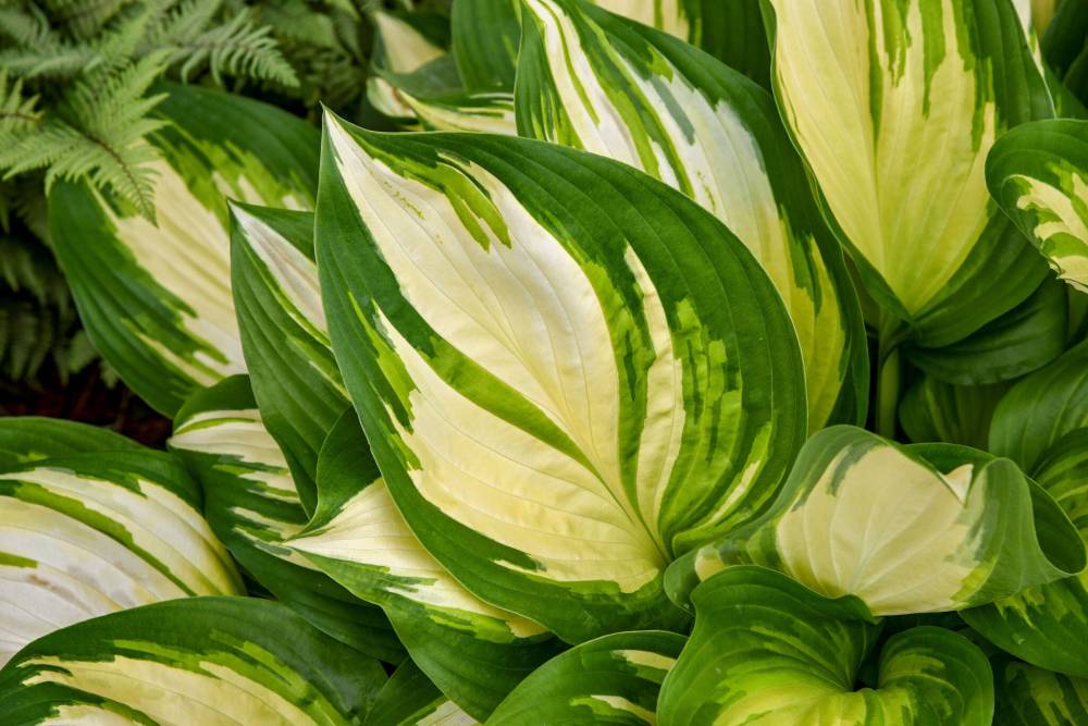 Proven Winners
                                Proven Winners’ 2025 Hosta of the Year is Shadowland Miss America.