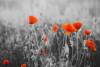 Remembrance Day ceremonies and what’s open/closed this weekend
