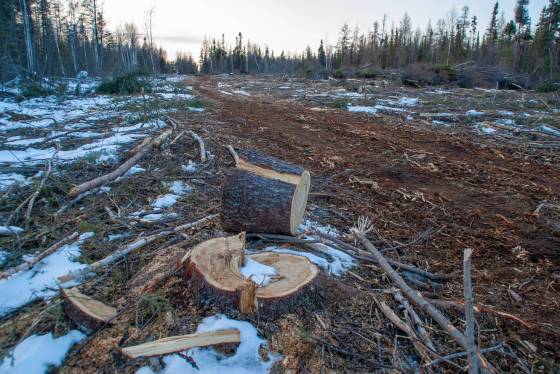 Forests are cleared, as seen here in 2013, in order to harvest peat held in the ground. (Supplied / Eric Reder)