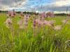 Supplied
                                Roughly 440 acres of protected grassland near Neepawa have been donated to the Nature Conservancy of Canada.