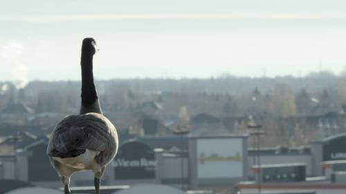 National Film Board of Canada
                                A goose surveys an urban landscape in Modern Goose.
