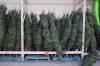 Jen will not be buying a real Christmas tree this year. (Free Press files)