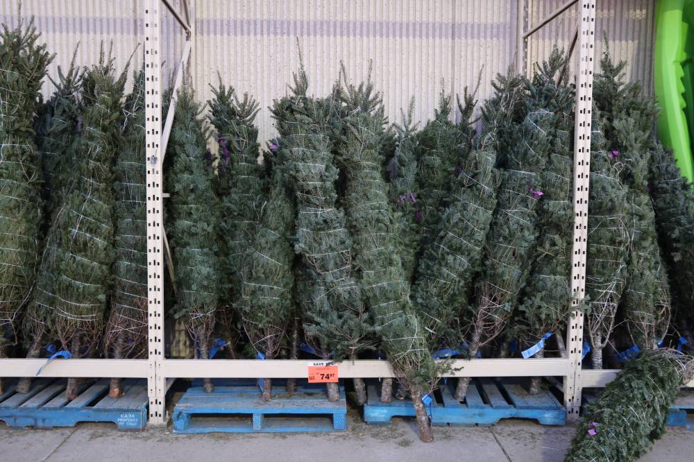 Jen will not be buying a real Christmas tree this year. (Free Press files)