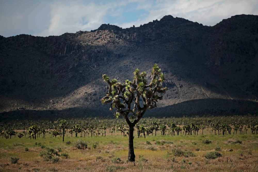 A Joshua tree stands along a road at Joshua Tree National Park in California. (AP Photo/Jae C. Hong)