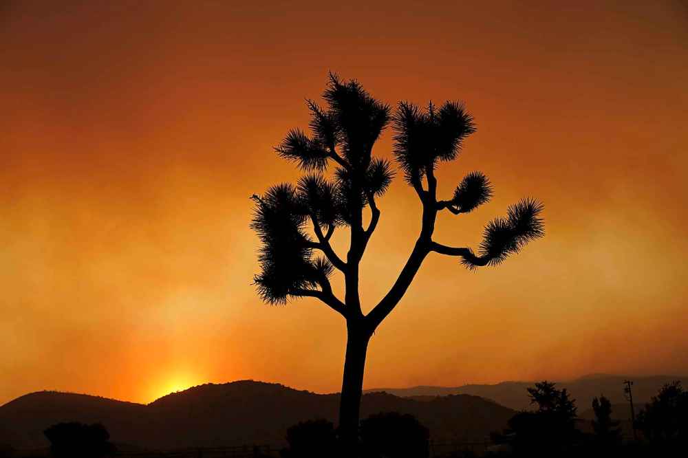 A Joshua tree is silhouetted in front of the Bobcat Fire at sunset Saturday, Sept. 19, 2020, in Juniper Hills, Calif. (AP Photo/Marcio Jose Sanchez, File)