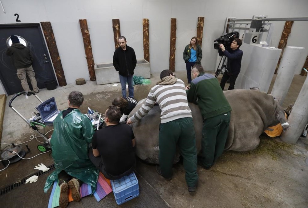 Adam Pemble shoots as a team of experts harvests eggs from a female southern white rhino, 17-year-old Hope, at a zoo park in Chorzow, Poland, Wednesday, Feb. 13, 2019. (AP Photo/Petr David Josek)
