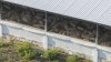 Pigs rest in a farm in Sitilpech, Mexico, Tuesday, March 5, 2024. (AP Photo/Rodrigo Abd)