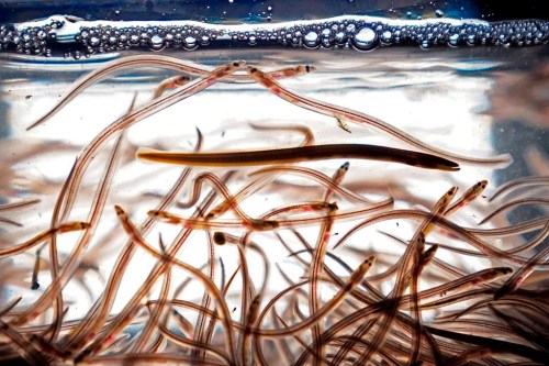 Baby eels, also known as elvers, swim in a tank after being caught in the Penobscot River, Saturday, May 15, 2021, in Brewer, Maine. THE CANADIAN PRESS/AP/Robert F. Bukaty