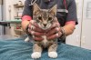 A new program in British Columbia is offering up to $25,000 to help clinics attract more veterinarians to the rural parts of the province. A cat receives treatment from a veterinarian in Digby, N.S. on Nov. 2, 2023. THE CANADIAN PRESS/Andrew Tolson