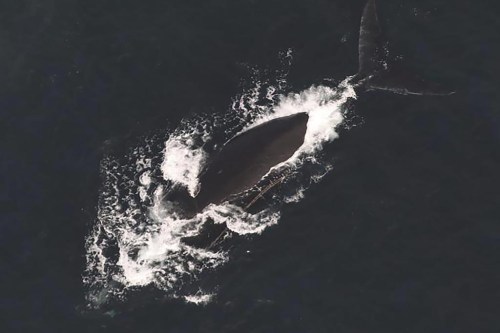 This photo provided by NOAA Fisheries shows a North Atlantic right whale documented with two lines exiting the left side of the mouth on Dec, 9, 2024. THE CANADIAN PRESS/NOAA Fisheries via AP