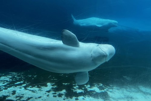 Beluga whales swim in a tank at Marineland in Niagara Falls, Ont., Friday, June 9, 2023. THE CANADIAN PRESS/Chris Young