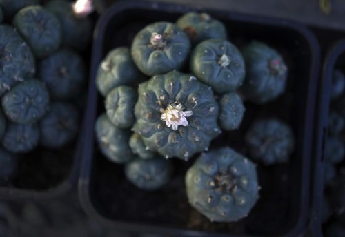 Peyote plants growing in the nursery at the Indigenous Peyote Conservation Initiative homesite in Hebbronville, Texas, Tuesday, March 26, 2024. (AP Photo/Jessie Wardarski)