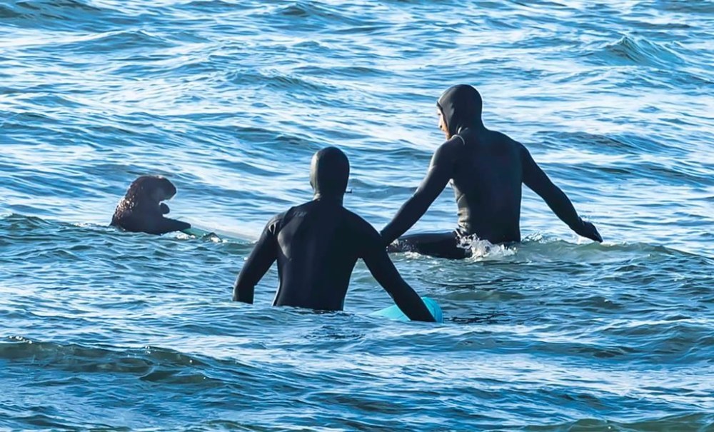 Surfers are shown near a sea otter off the waters of Sooke, B.C., in this handout image on Saturday, Dec. 28, 2024. THE CANADIAN PRESS/HO-Doug Clement Photography
*MANDATORY CREDIT *