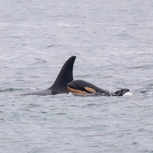 A killer whale calf is shown travelling with her mother, J35, also known as Tahlequah, in the Puget Sound area in this December 2024 handout photo. The Center for Whale Research announced on Jan. 1, 2025, that the calf had died, and its body was being carried by her mother. THE CANADIAN PRESS/HO-Center For Whale Research-Maya Sears **MANDATORY CREDIT**
