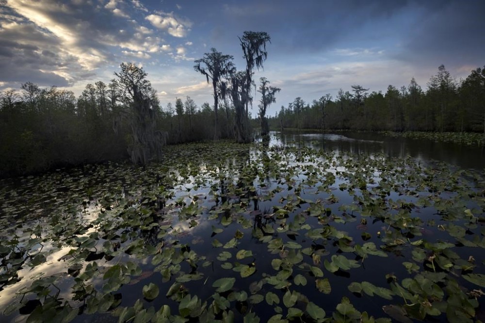 FILE - The sun sets over water lilies and cypress trees along the remote Red Trail wilderness water trail of Okefenokee National Wildlife Refuge, Wednesday, April 6, 2022, in Fargo, Ga. (AP Photo/Stephen B. Morton, File)