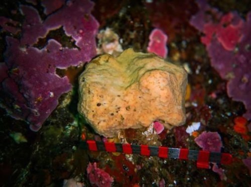 Image of Belinda the sea sponge underwater is shown in this handout image provided by Ocean Networks Canada. A study into the behaviour of a sea sponge off the coast of British Columbia has revealed the animals possess the ability to sneeze. 
THE CANADIAN PRESS/HO-Ocean Networks Canada
*MANDATORY CREDIT *