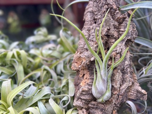 This image provided by Air Plant Hub shows a Tillandsia caput-medusae air plant in Vacaville, California. (Nathaniel Miller/Air Plant Hub via AP)