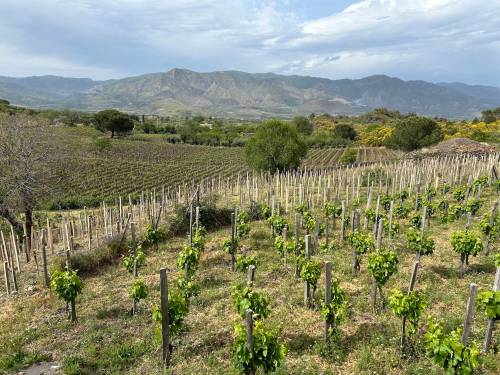 Ben Sigurdson / Free Press
                                Sicily is Italy&rsquo;s largest wine region, best-known for its sweet, fortified amber-brown marsala but producing very well-made reds and whites.