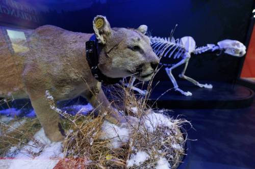 MIKE DEAL / FREE PRESS
                                The Manitoba Museum&rsquo;s new permanent exhibit on Manitoba&rsquo;s cougars takes an in-depth look at one of the most enigmatic creatures that roams our province.