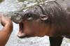Sakchai Lalit / The Associated Press Files
                                People around the world fell in love with pygmy hippo Moo Deng this year.
