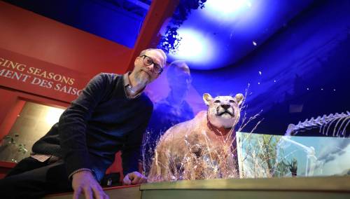 RUTH BONNEVILLE / FREE PRESS
                                Mooi checks out the museum’s new cougar exhibit, which is a permanent part of the Parklands Gallery.