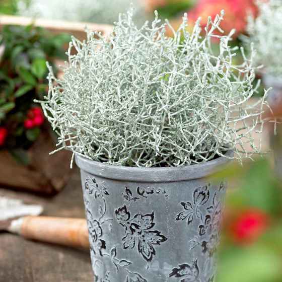 Calocephalus brownii, also known as cushion bush (Qualitree)