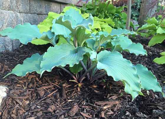 The American Hosta Growers Association has named Hosta Skywriter as the 2025 Hosta of the Year. (Robert Solberg)