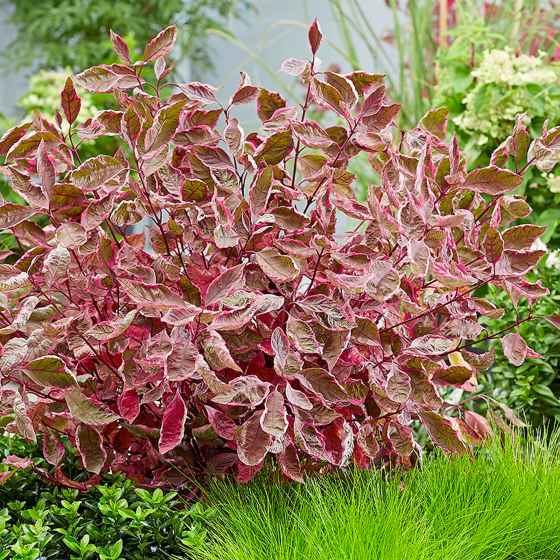 New for 2025: The Sgt. Pepper Dogwood. (Proven Winners)