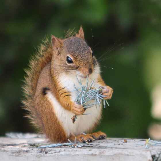 A woodland creature preps some festive decor.  (Darlene Stack)