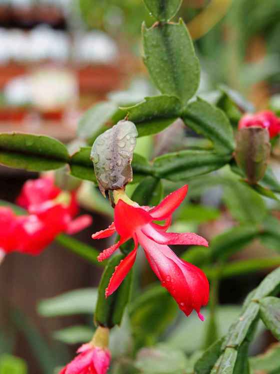 A Thanksgiving cactus at Sage Garden Greenhouses, showing the telltale pointy projections on its leaves. (Dave Hanson)