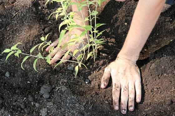 Consider ways to conserve water on World Soil Day. (Sarah Carson)