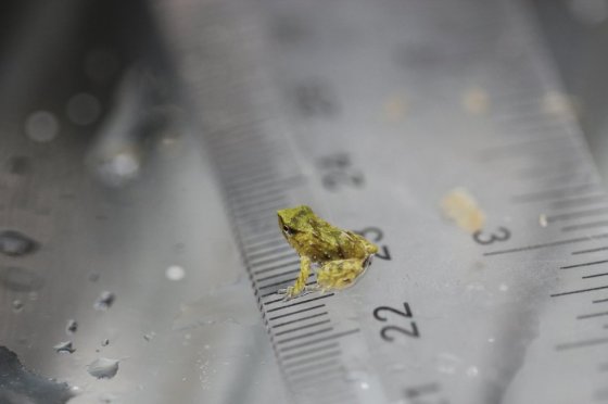 A newborn Darwin’s frog sits on a ruler at London Zoo. (Zoological Society of London via The Associated Press)